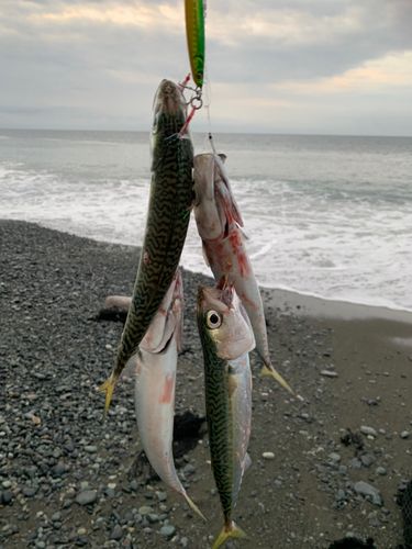 サバの釣果