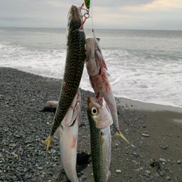 サバ