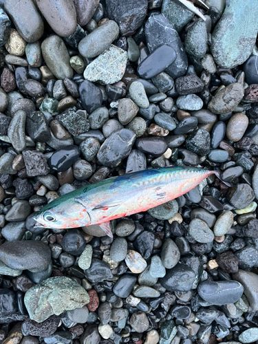 マルソウダの釣果
