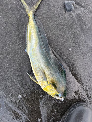 シイラの釣果