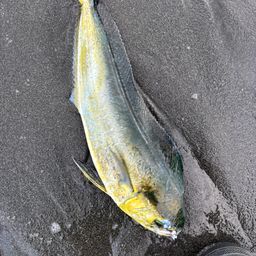 シイラ