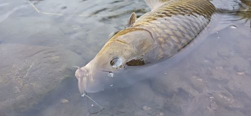 コイの釣果