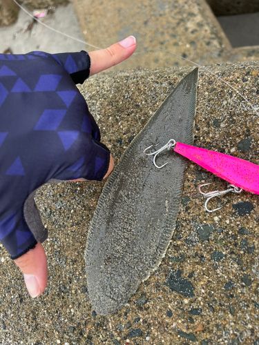 シタビラメの釣果