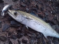 サゴシの釣果