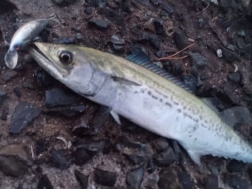 サゴシの釣果