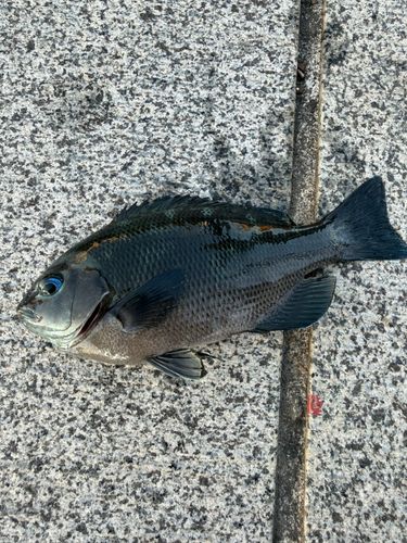 メジナの釣果