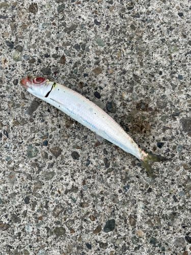 ウルメイワシの釣果