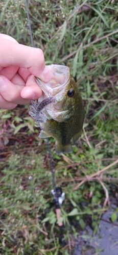 ラージマウスバスの釣果