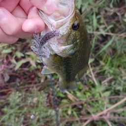 ラージマウスバス