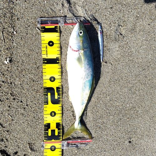ツバスの釣果