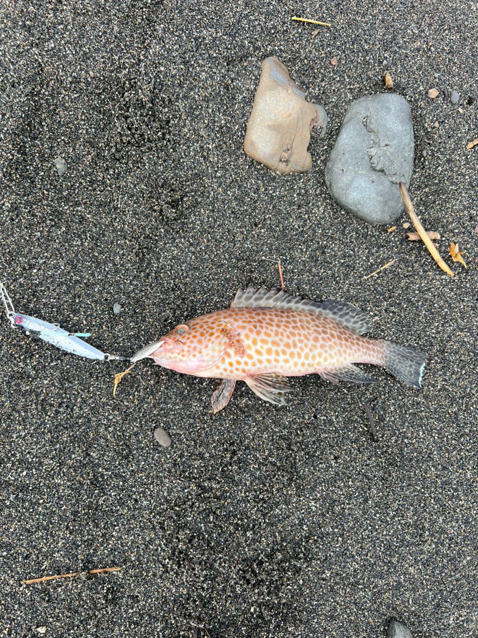 オオモンハタ
