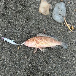 オオモンハタ