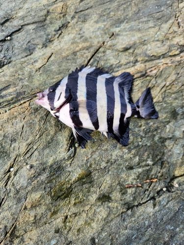 イシダイの釣果