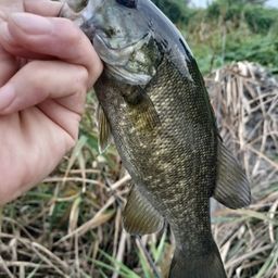 スモールマウスバス