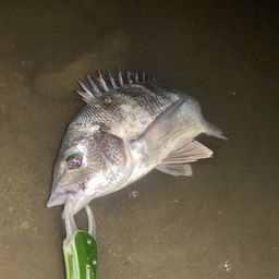 チヌ