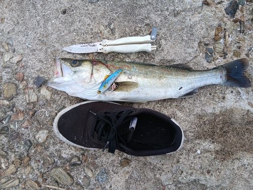 セイゴ（マルスズキ）の釣果
