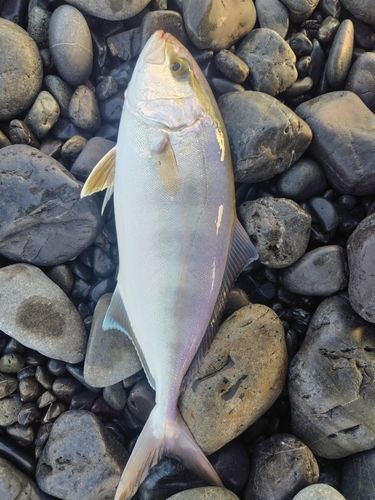 ショゴの釣果