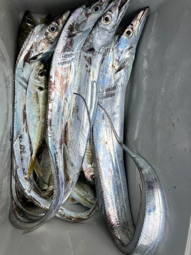 タチウオの釣果