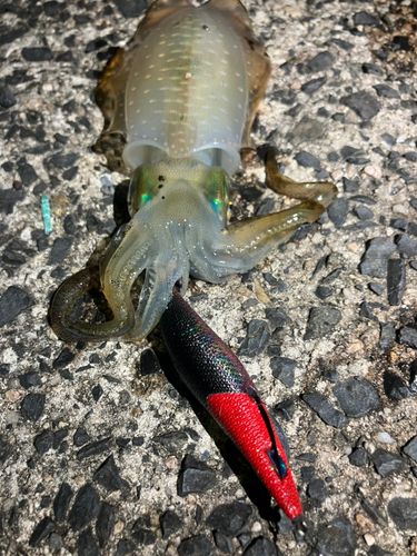 アオリイカの釣果