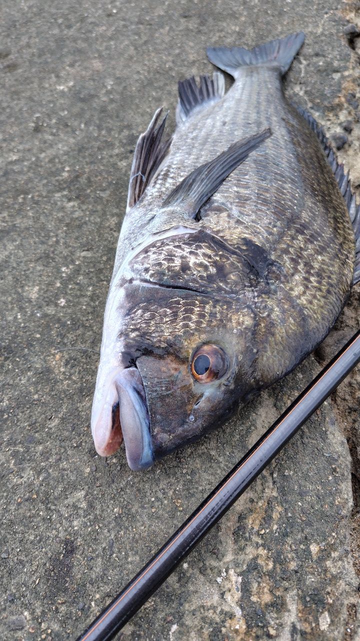 クロダイ
