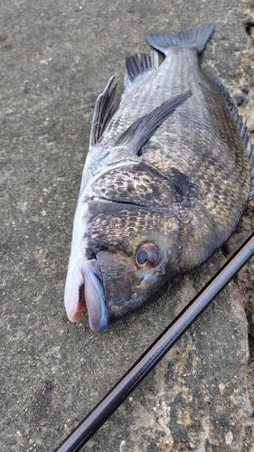 クロダイの釣果