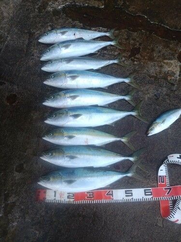 釣果