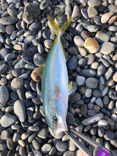 ワカシの釣果