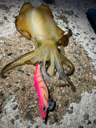 アオリイカの釣果