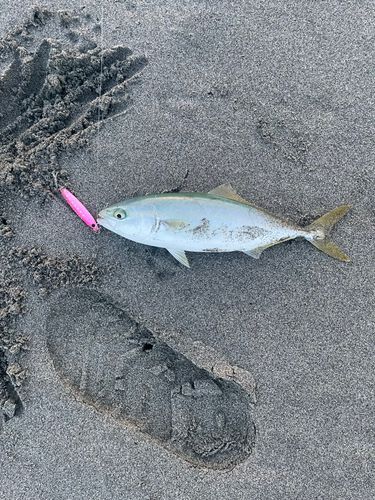 ワカシの釣果