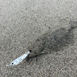 ヒラメ