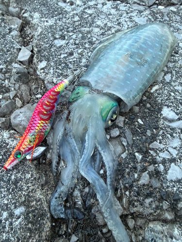 アオリイカの釣果