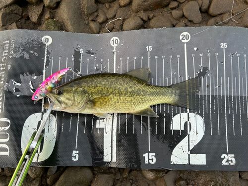 ブラックバスの釣果