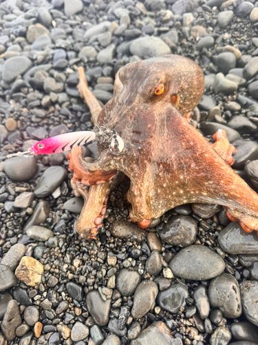 タコの釣果