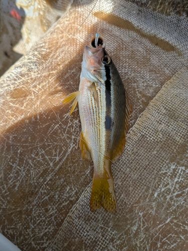 ヨコスジフエダイの釣果