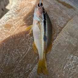 ヨコスジフエダイ