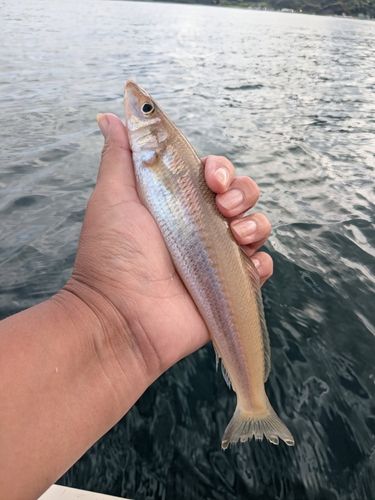 キスの釣果