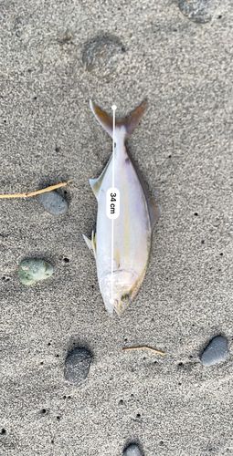 ショゴの釣果