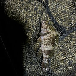 タケノコメバル