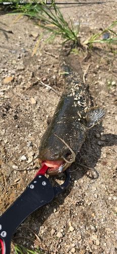 ナマズの釣果