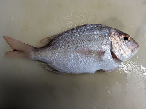 タイの釣果
