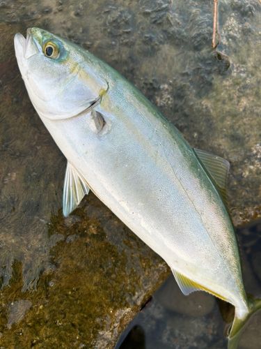 ツバイソの釣果