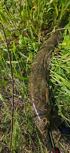 ナマズの釣果