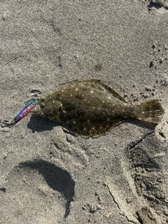ソゲの釣果