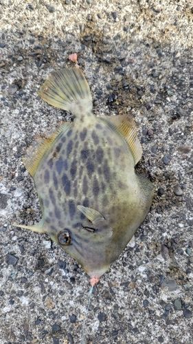 カワハギの釣果