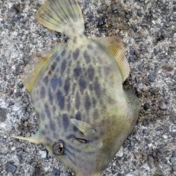 カワハギ
