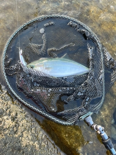 フクラギの釣果