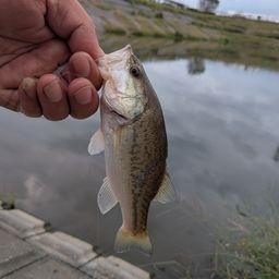 ラージマウスバス