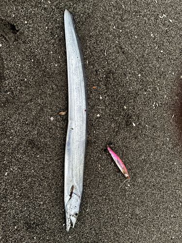 タチウオの釣果