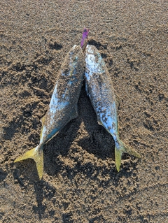 コゾクラの釣果