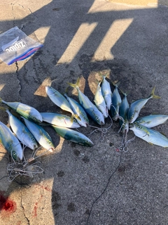 ツバイソの釣果